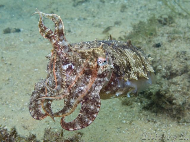 Sepia plangon - Mourning Cuttlefish - Camp Cove