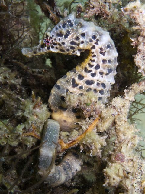 Hippocampus abdominalis - Big-belly Seahorse - Camp Cove