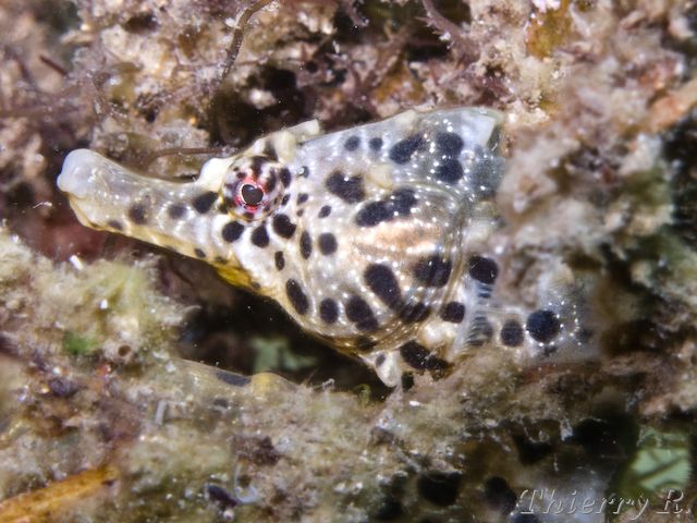 Hippocampus abdominalis - Big-belly Seahorse - Camp Cove - rw_090117-1419.jpg rw_090117-1419.jpg