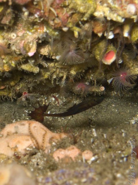 Heraldia nocturna - Upside-down Pipefish - Shark Point