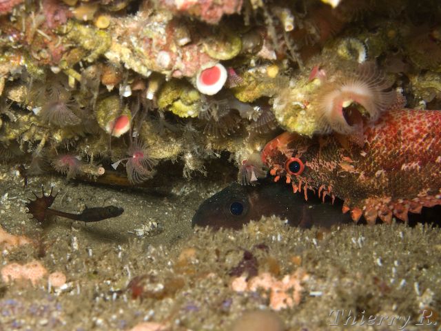 Heraldia nocturna - Upside-down Pipefish - Shark Point