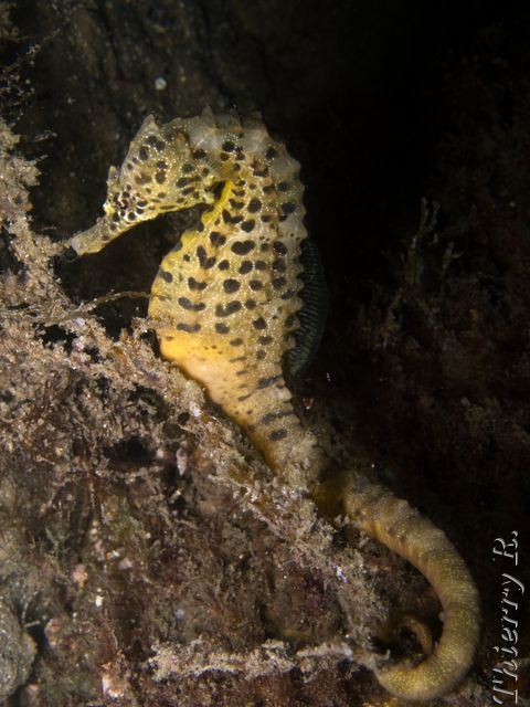 Hippocampus abdominalis - Big-belly Seahorse - Camp Cove