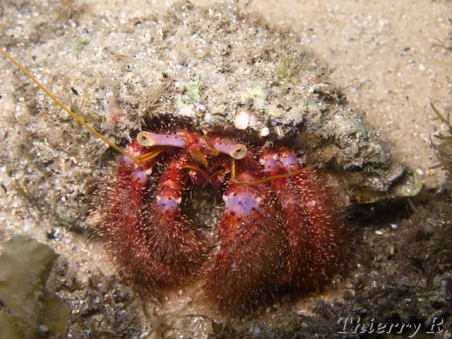 Dardanus lagopodes - Hairy Red Hermit Crab - Camp Cove