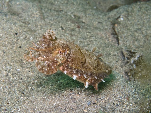 Sepia plangon - Mourning Cuttlefish - Chowder Bay