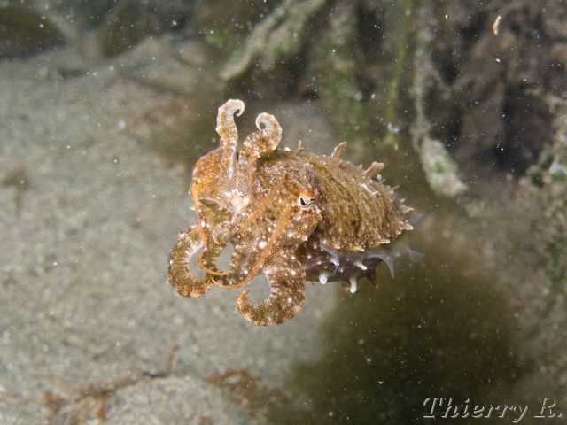 Sepia plangon - Mourning Cuttlefish - Chowder Bay