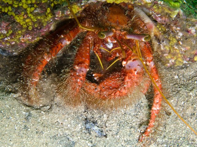 Dardanus lagopodes - Hairy Red Hermit Crab - Chowder Bay