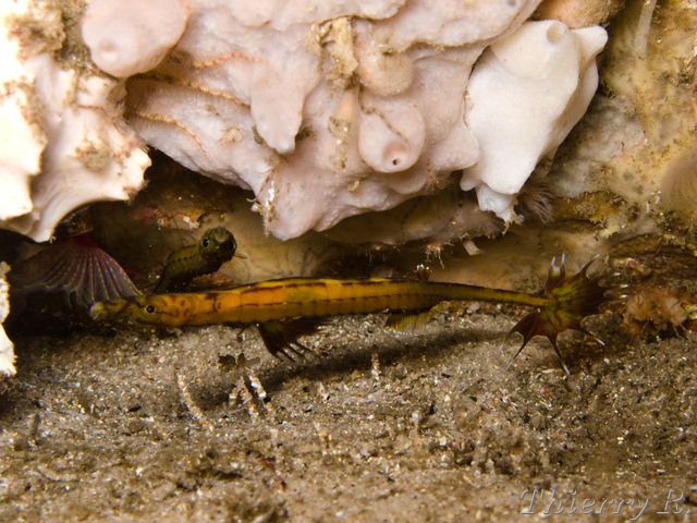 Heraldia nocturna - Upside-down Pipefish - Shark Point