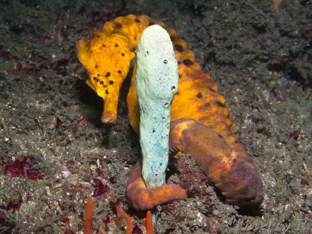 Hippocampus abdominalis - Big-belly Seahorse - Bare Island - rw_090404-2886.jpg rw_090404-2886.jpg