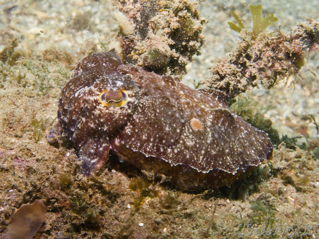 Sepia plangon - Mourning Cuttlefish - Camp Cove