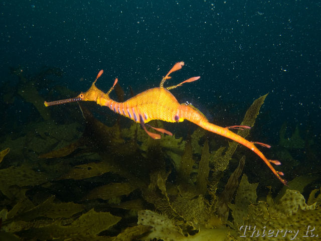 Phyllopteryx taeniolatus - Weedy Seadragon - Shark Point