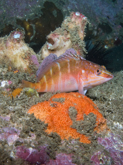 Hypoplectrodes maccullochi - Half-banded Seaperch - Shark Point