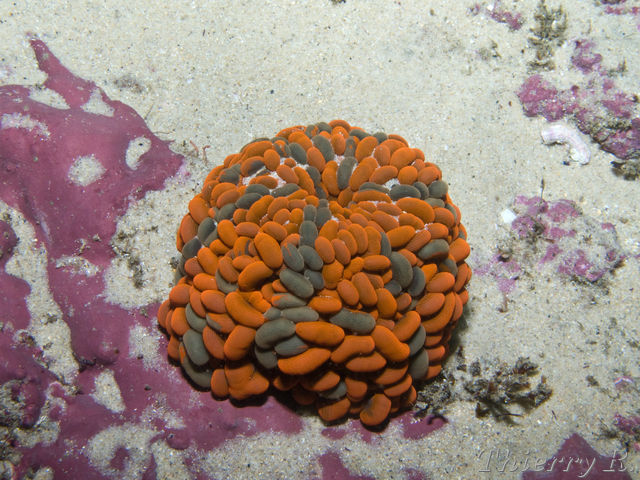 Phlyctenactis tuberculosa - Swimming anemone - Shark Point