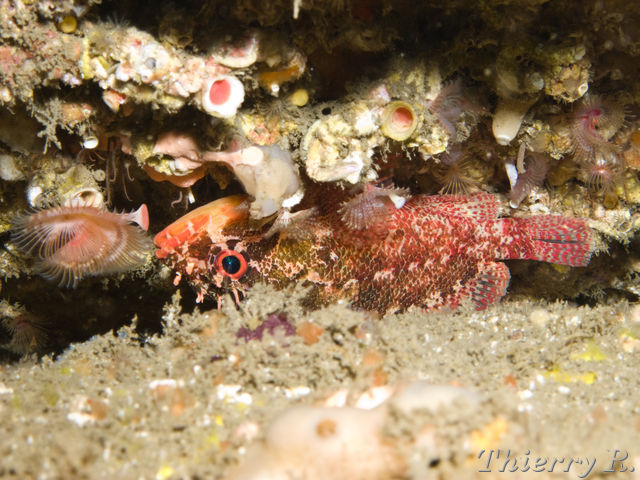 Scorpaenodes scaber - Pygmy Rockcod - Shark Point