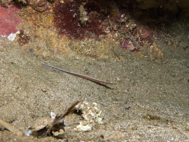 Maroubra perserrata - Sawtooth Pipefish - Shark Point