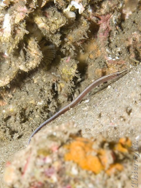 Maroubra perserrata - Sawtooth Pipefish - Shark Point