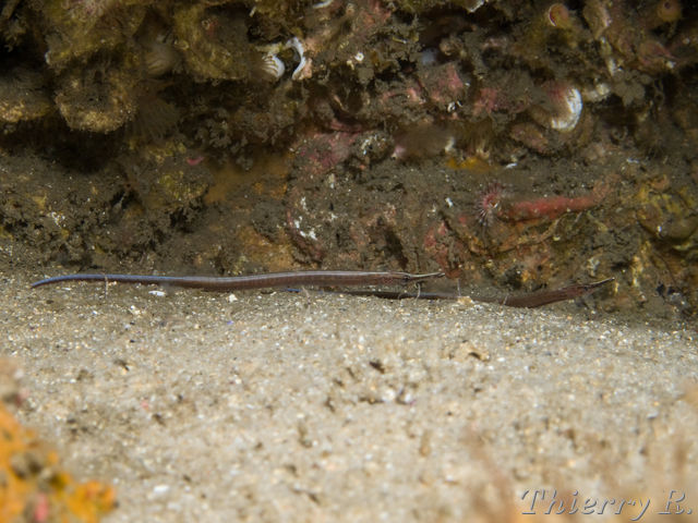 Maroubra perserrata - Sawtooth Pipefish - Shark Point