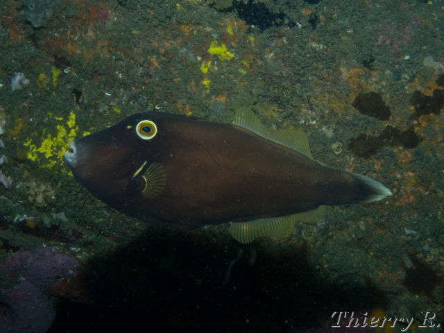 Eubalichthys bucephalus - Black Reef Leatherjacket - Shark Point