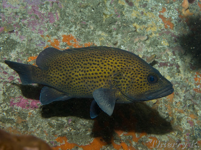 Acanthistius ocellatus - Eastern Wirrah - Shark Point