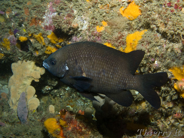 Parma microlepis - White Ear - Shark Point