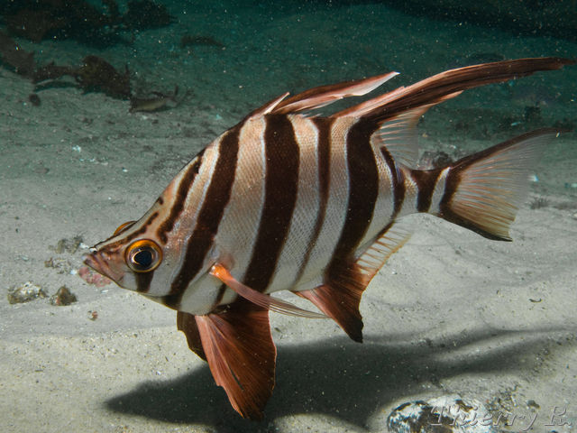 Enoplosus armatus - Old Wife - Shark Point