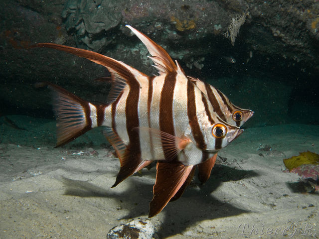 Enoplosus armatus - Old Wife - Shark Point