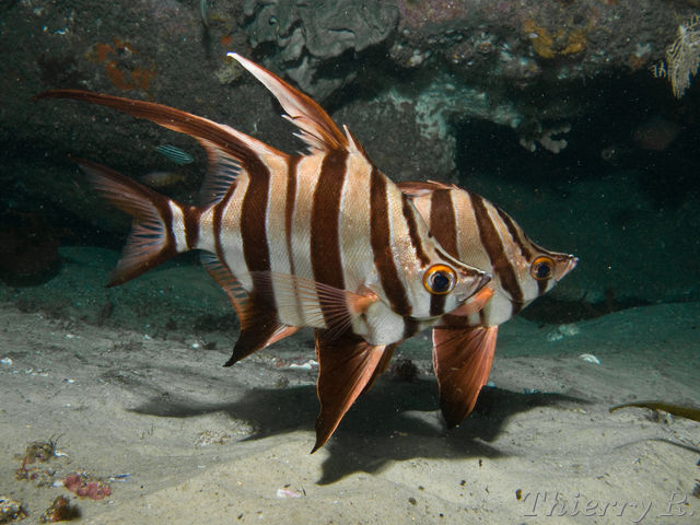 Enoplosus armatus - Old Wife - Shark Point