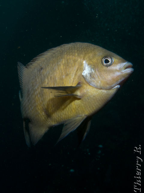 Parma microlepis - White Ear - Shark Point