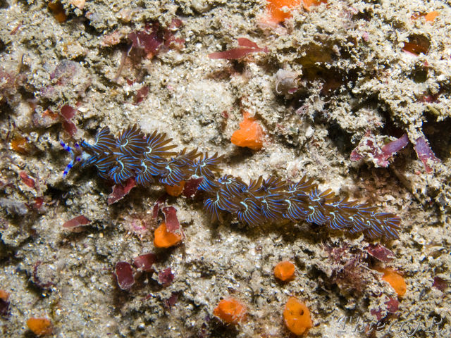 Pteraeolidia ianthina - Blue Dragon - Shark Point