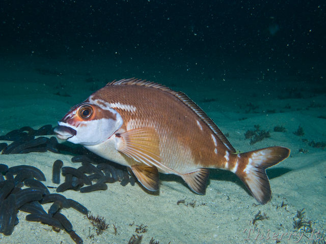 Cheilodactylus fuscus - Red Morwong - Shark Point
