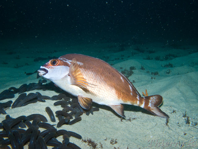 Cheilodactylus fuscus - Red Morwong - Shark Point