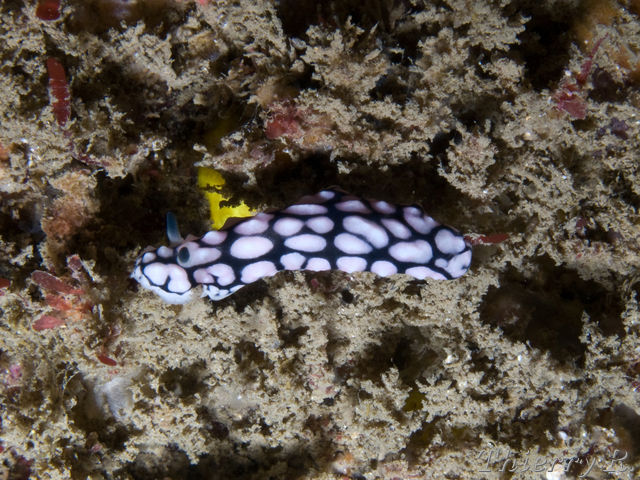 Chromodoris geometrica - Geometric Chromodoris - Shark Point