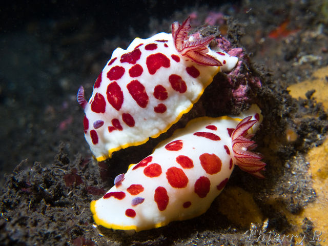 Chromodoris splendida - Splendid Chromodoris - Bare Island