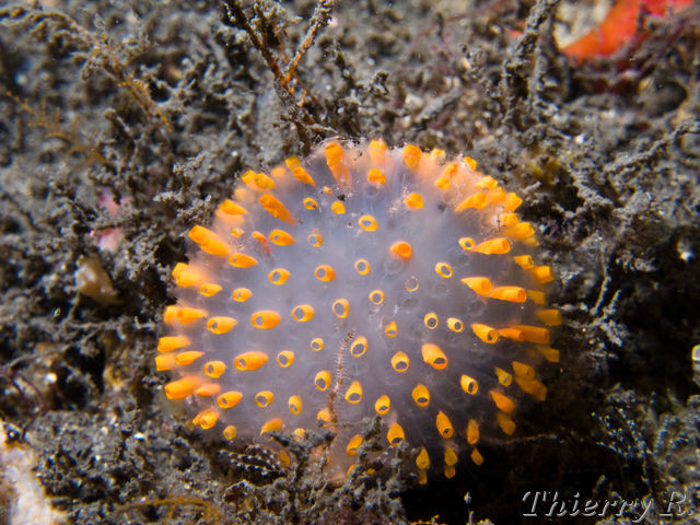 Sponge - Sponge - Bare Island