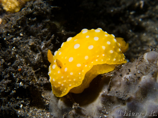 Neodoris chrysoderma - Neodoris chrysoderma - Bare Island