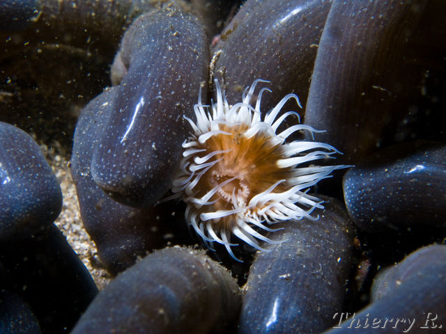 Anthothoe albocincta - White Striped Anemone - Bare Island