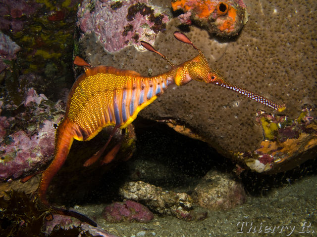 Phyllopteryx taeniolatus - Weedy Seadragon - Bowen Walls