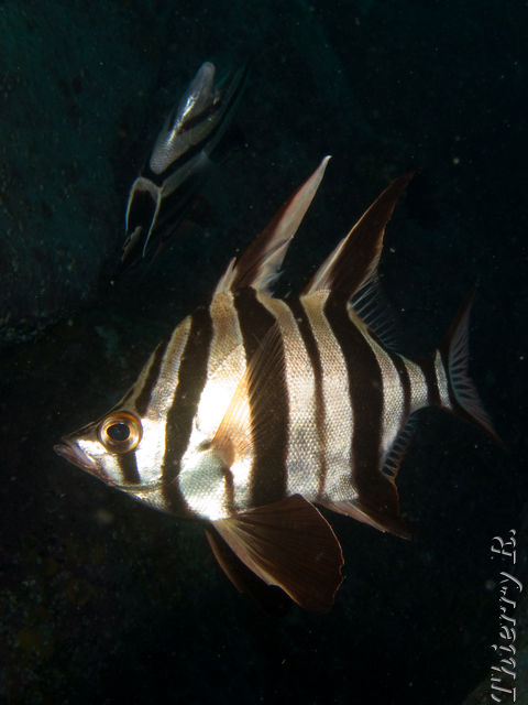 Enoplosus armatus - Old Wife - Bowen Walls