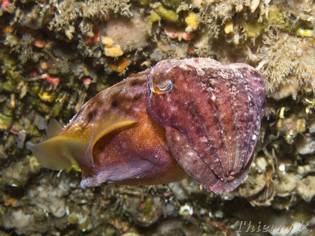 Sepia apama - Giant Cuttlefish - Shark Point