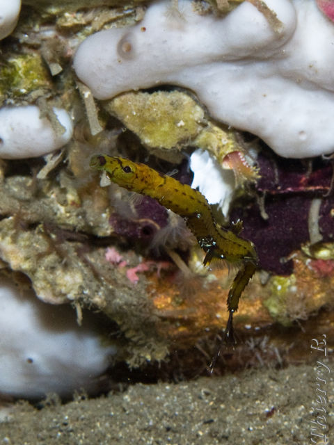 Heraldia nocturna - Upside-down Pipefish - Shark Point