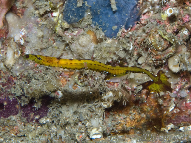 Heraldia nocturna - Upside-down Pipefish - Shark Point