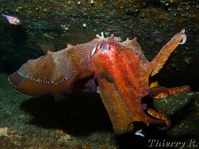 Sepia apama - Giant Cuttlefish - Shark Point