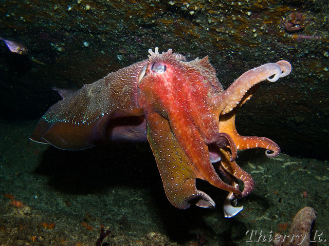 Sepia apama - Giant Cuttlefish - Shark Point