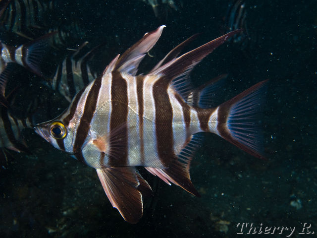Enoplosus armatus - Old Wife - Lilli Pilli