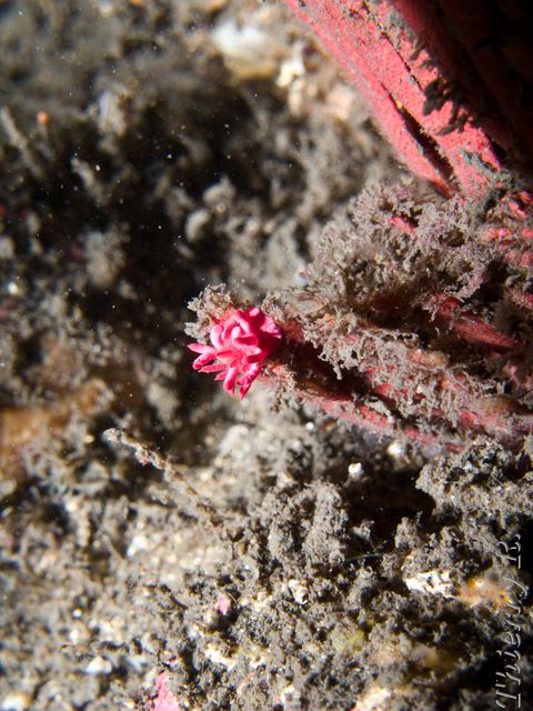 Okenia atkinsonorum - Okenia atkinsonorum - Bare Island