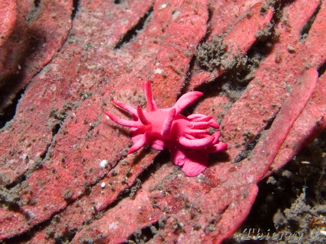 Okenia atkinsonorum - Okenia atkinsonorum - Bare Island