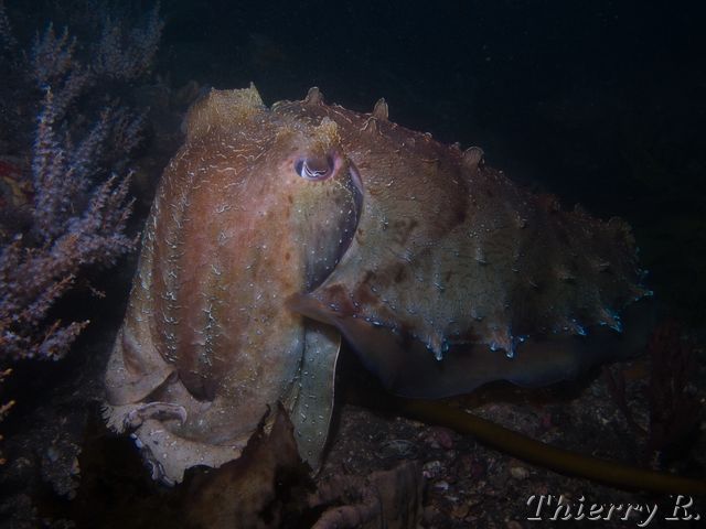 Sepia apama - Giant Cuttlefish - Bare Island