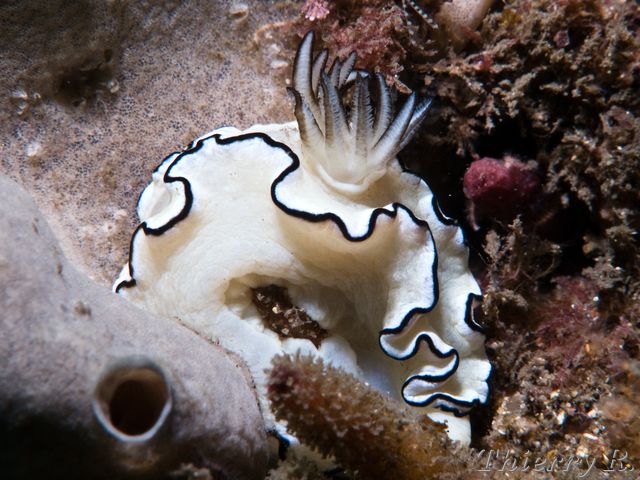 Glossodoris atromarginata - Black Margined Glossodoris - Bare Is