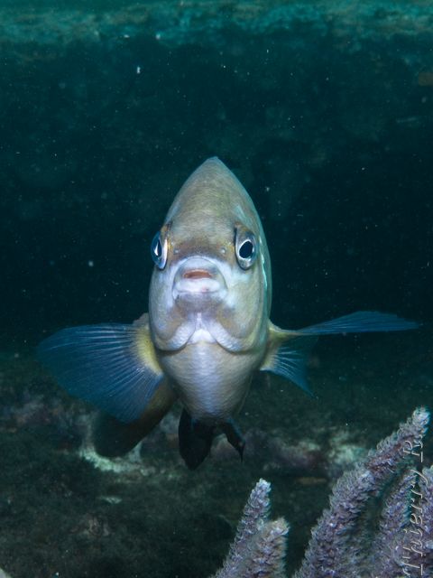 Parma microlepis - White Ear - Bare Island