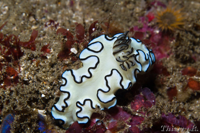Glossodoris atromarginata - Black Margined Glossodoris - Gordons