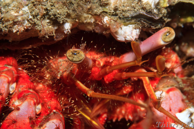 Dardanus lagopodes - Hairy Red Hermit Crab - Chowder Bay